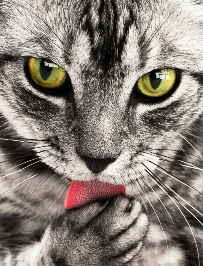 Broderie Diamant 5D Chat - Diamond Paintings