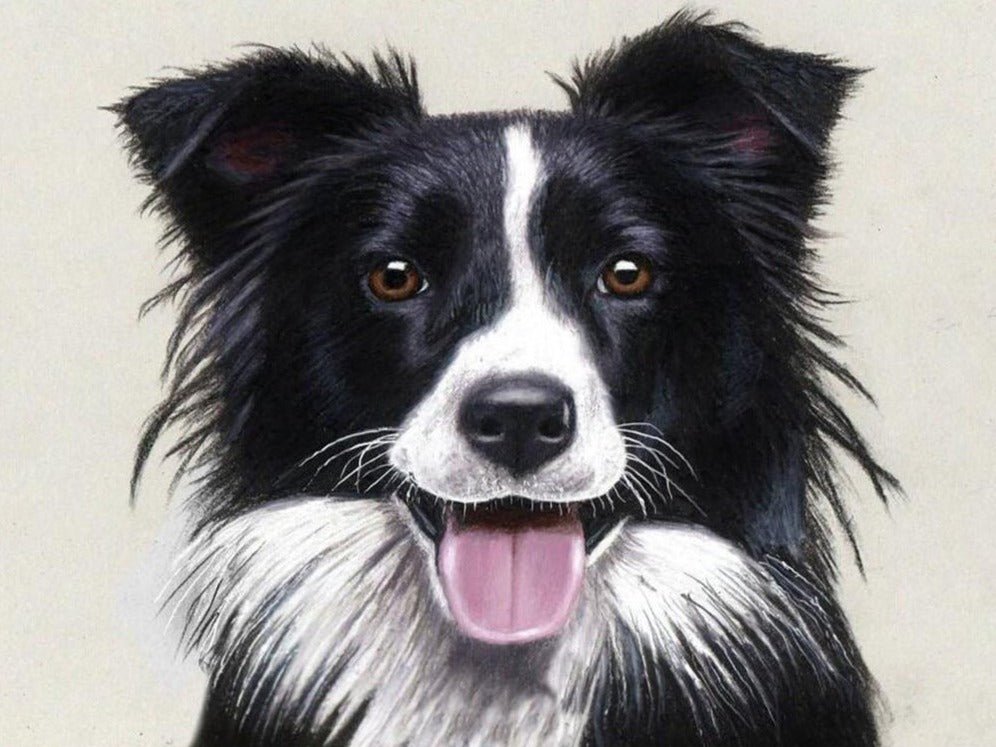 Broderie Diamant Border Collie - Diamond Paintings