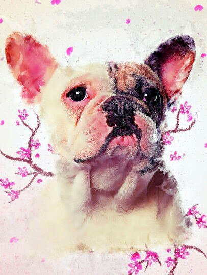 Broderie Diamant Bouledogue Français - Diamond Paintings