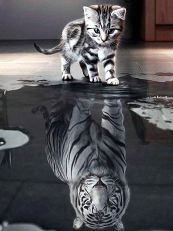 Broderie Diamant Chat Tigre - Diamond Paintings