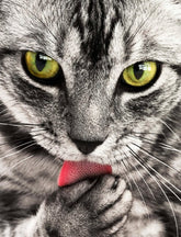 Broderie Diamant 5D Chat - Diamond Paintings