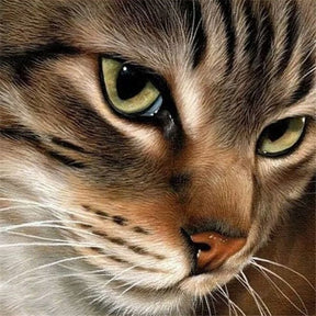 Broderie Diamant Chat Coloré - Diamond Paintings