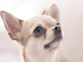 Broderie Diamant Chihuahua - Diamond Paintings